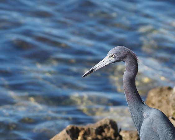Little Blue Heron