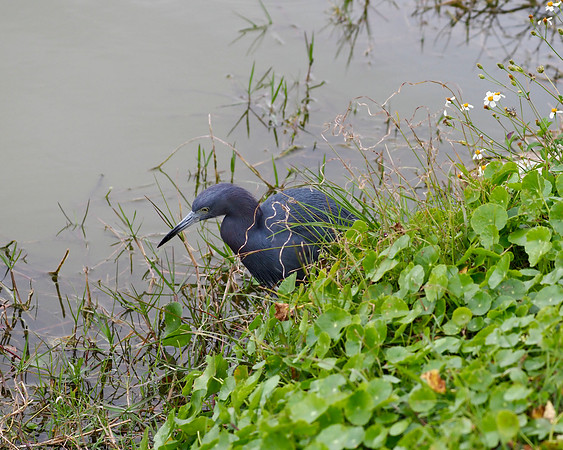 Little Blue Heron