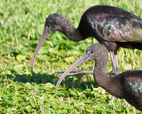 Glossy Ibis at the Rookery, Venice, FL.