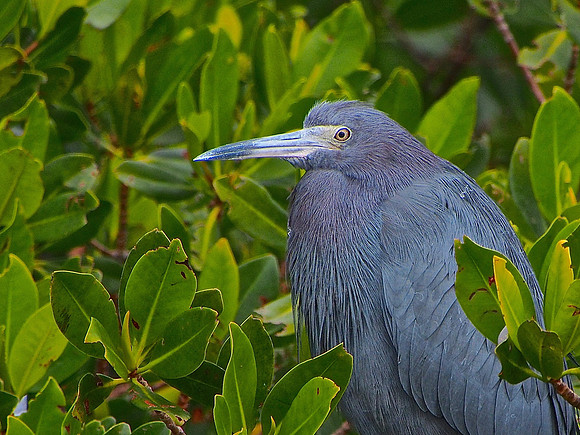 Little Blue Heron; Ding Darling kayak trip; January
