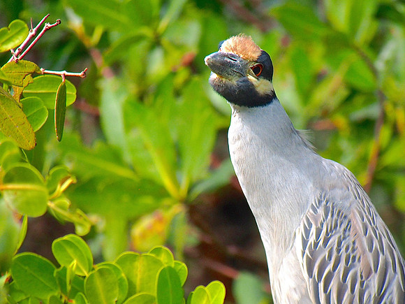 Yellow-crowned Night-heron; Ding Darling NWR, Sanibel Is., FL; January