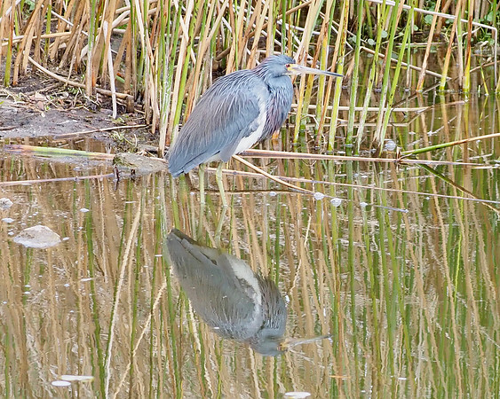 Tricolored Heron