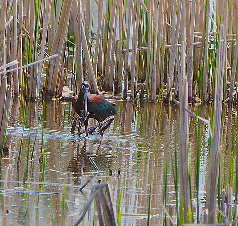 White-faced Ibis; Horicon NWR, WI; May