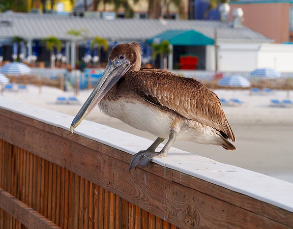 Brown Pelican; Venice, FL; January