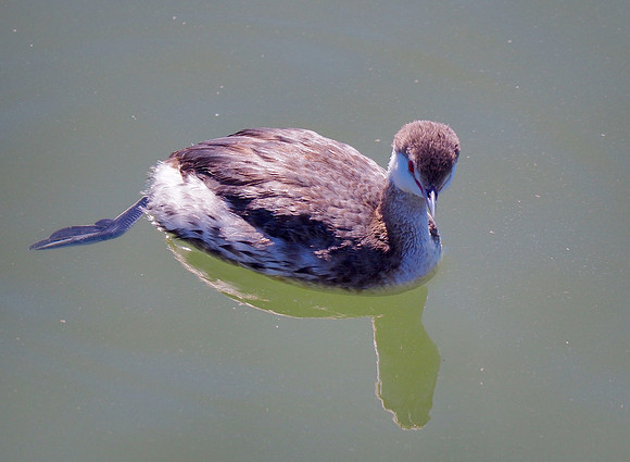 Horned Grebe; Shem's Creek, Mount Pleasant, SC; February