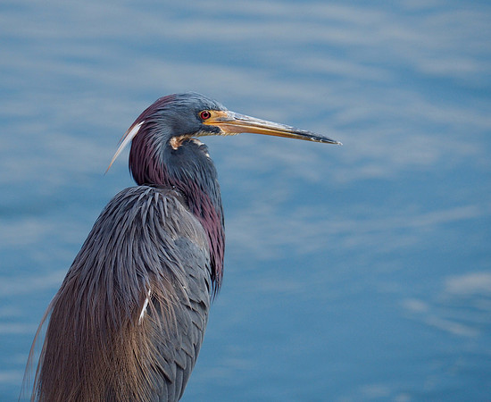 Tri-colored Heron; Kiawah Is., SC; February