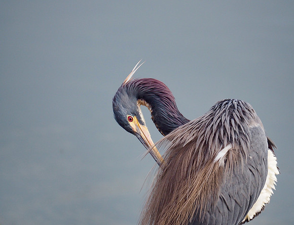Tri-colored Heron; Kiawah Is., SC; February