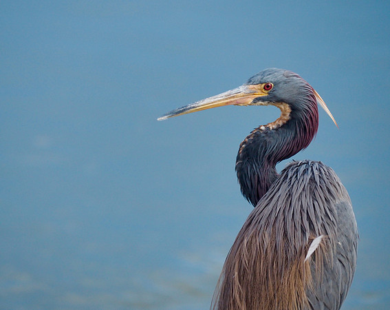 Tri-colored Heron; Kiawah Is., SC; February