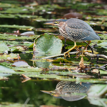 Green Heron; Lynden Sculpture Garden, Milwaukee, WI; September