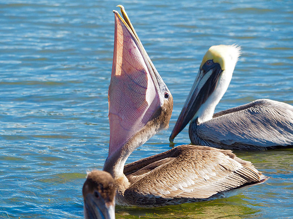 Brown Pelicans; Sarasota, FL; February