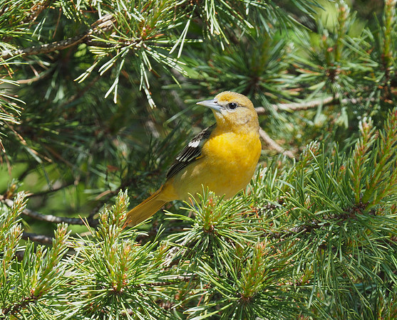 Baltimore Oriole, first year female, May