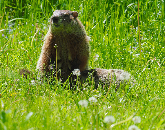 Mother groundhog and pup