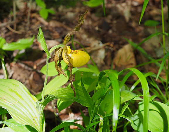 Yellow Lady Slipper