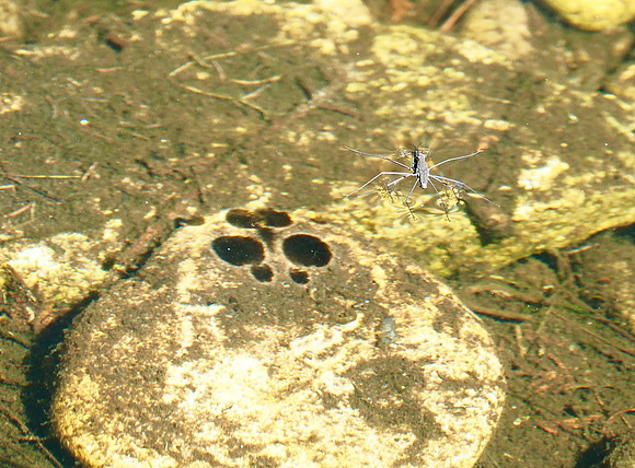 Water Strider,  aka Jesus Bug