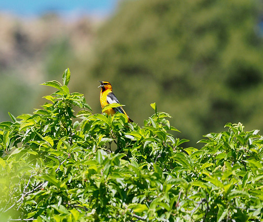 Bullock's Oriole; Red Rocks Park and Amphitheatre; Denver, CO; June
