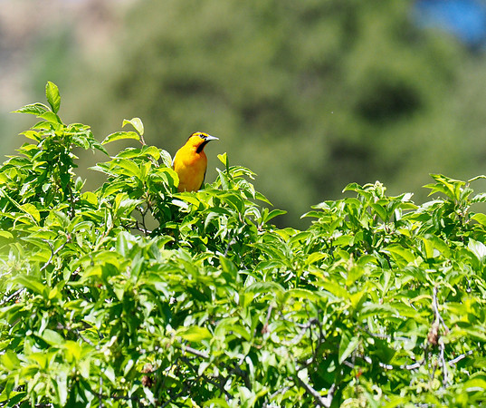 Bullock's Oriole