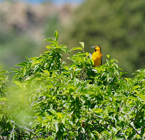 Bullock's Oriole