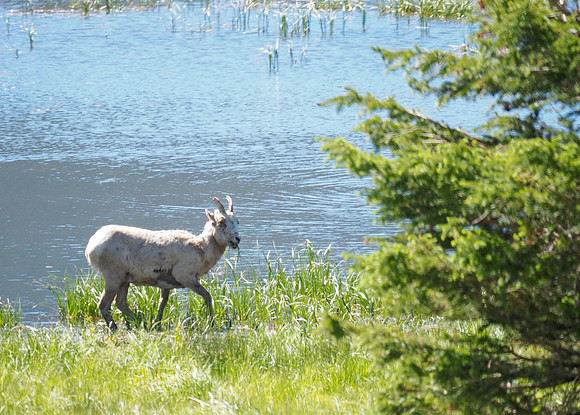 Bighorn Sheep getting water and minerals