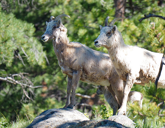 Bighorn Sheep; Rocky Mountain National Park, CO; June