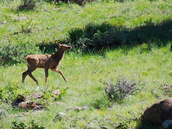 Elk calf; Rocky Mountain National Park, CO; June