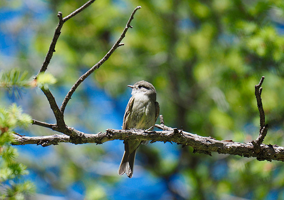 Flycatcher; Colorado Springs, CO; June