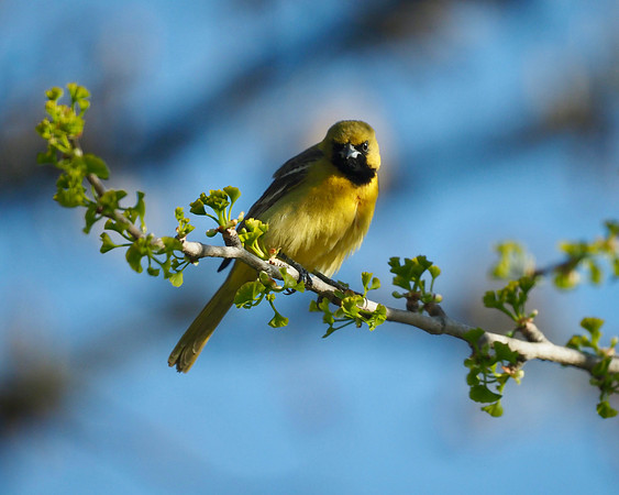 Orchard Oriole, immature male.