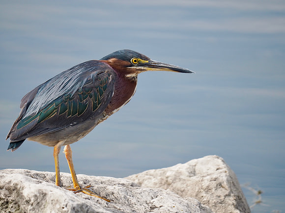 Green Heron; Lakeshore State Park, Milwaukee, WI; August