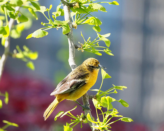 Female Baltimore Oriole
