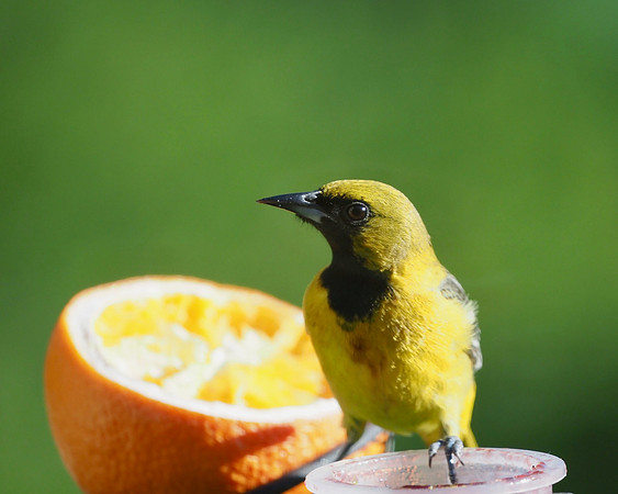 Orchard Oriole