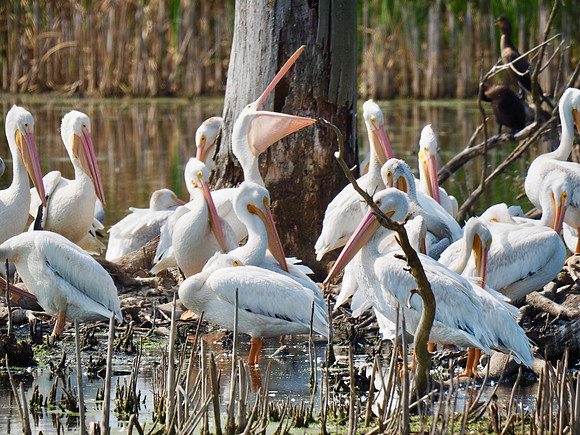 American White Pelicans; Horicon Marsh Wildlife Area; September