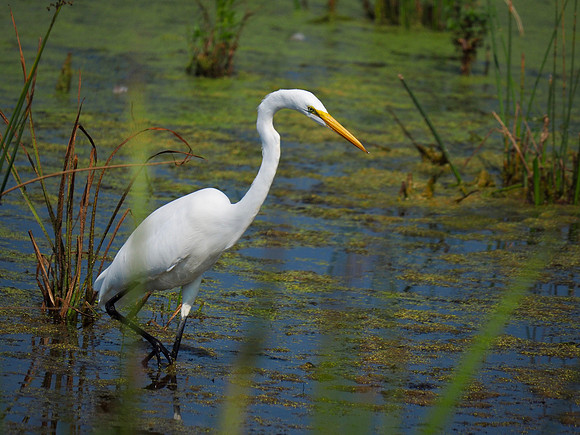Great Egret; Horicon NWR; Hunting for food.