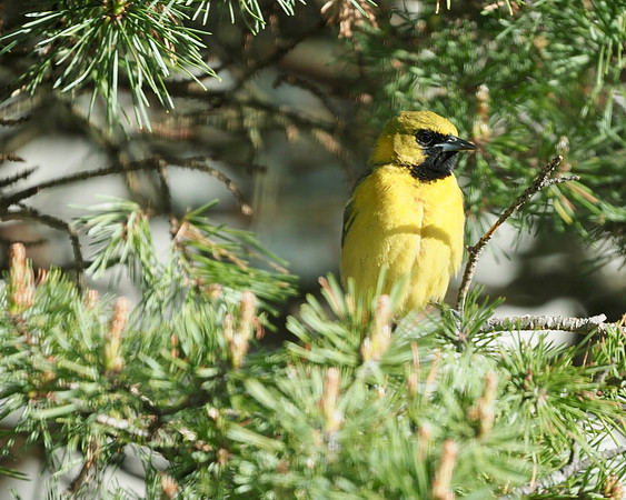 Orchard Oriole