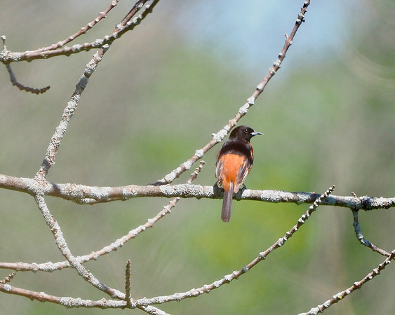 Orchard Oriole