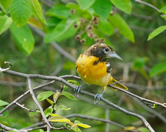 Baltimore Oriole