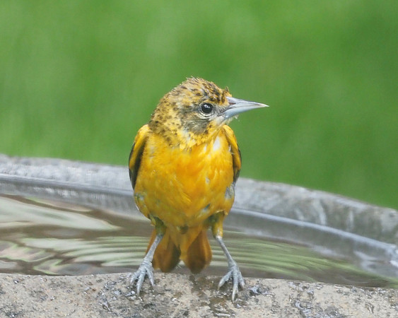 Female Baltimore Oriole.