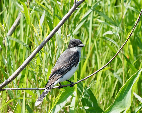 Eastern Kingbird
