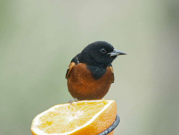 Orchard Oriole; May