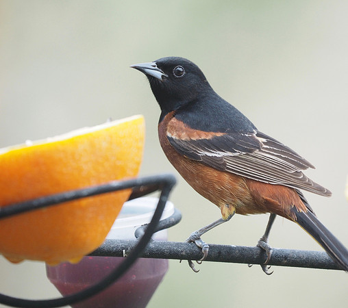 Coming in for oranges and grape jelly.
