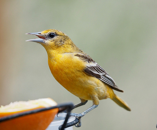 Female Oriole.