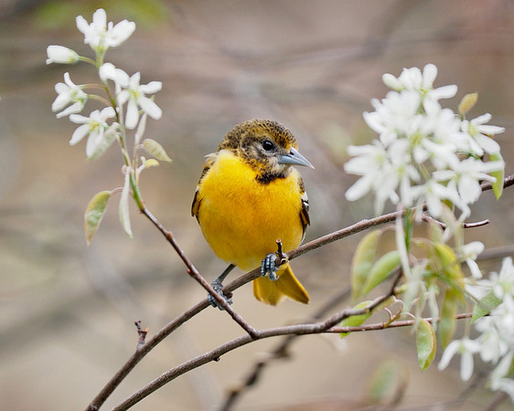 First year male Orchard Oriole.