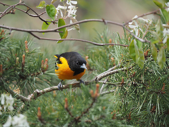Oriole, ready to fly.