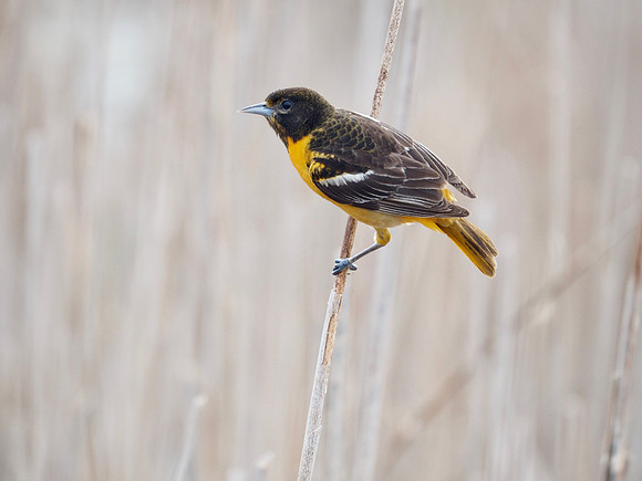 Female Baltimore Oriole in the marsh.