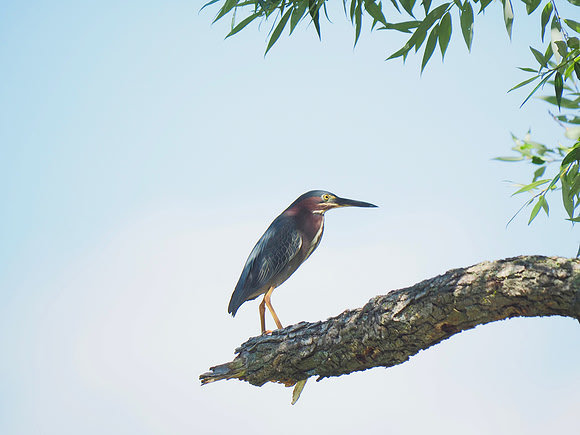 Green Heron in the morning sun.