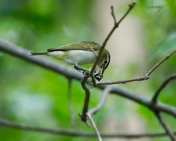Red-eyed Vireo with cicada dinner.