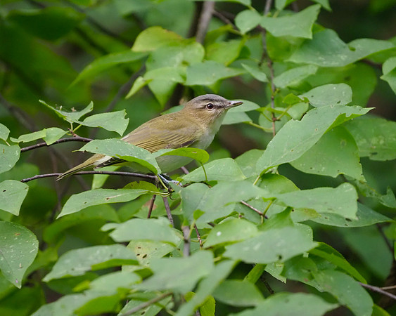 Red-eyed Vireo