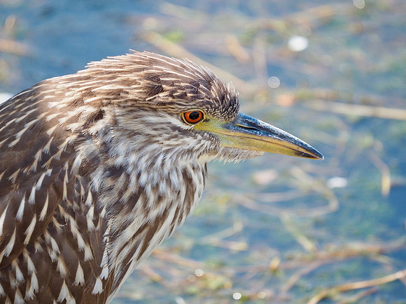 Black-crowned Night-Heron, juvenile; Lakeshore State Park; September