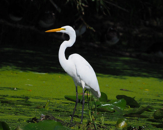 Great Egret, Horicon Marsh