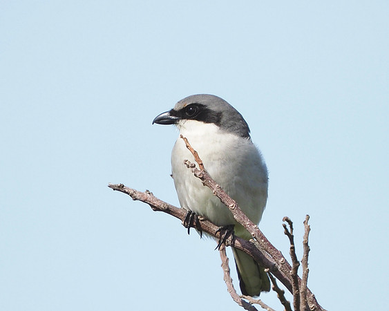 Loggerhead Shrike, aka "The Butcher Bird".