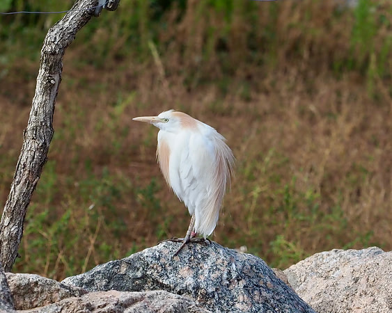 Cattle Egret.