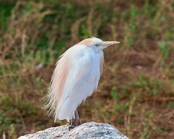 Cattle Egret.  Cheyenne Mountain Zoo, Colorado Springs, CO.